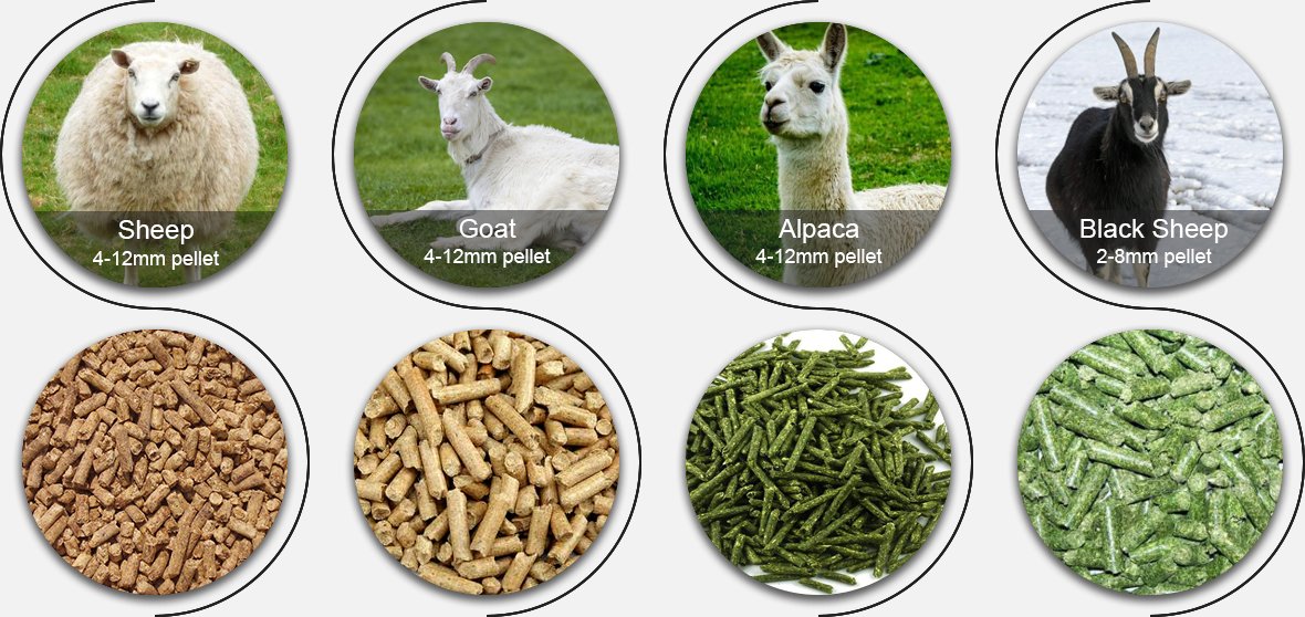 Sheep Feed Pellet Production Line