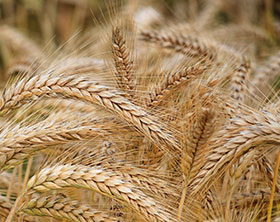 Barley, Wheat