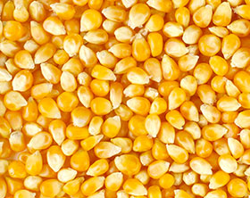 Corn