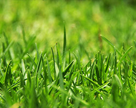 Green Grass
