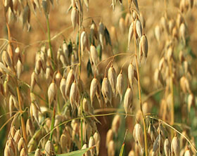 Oats