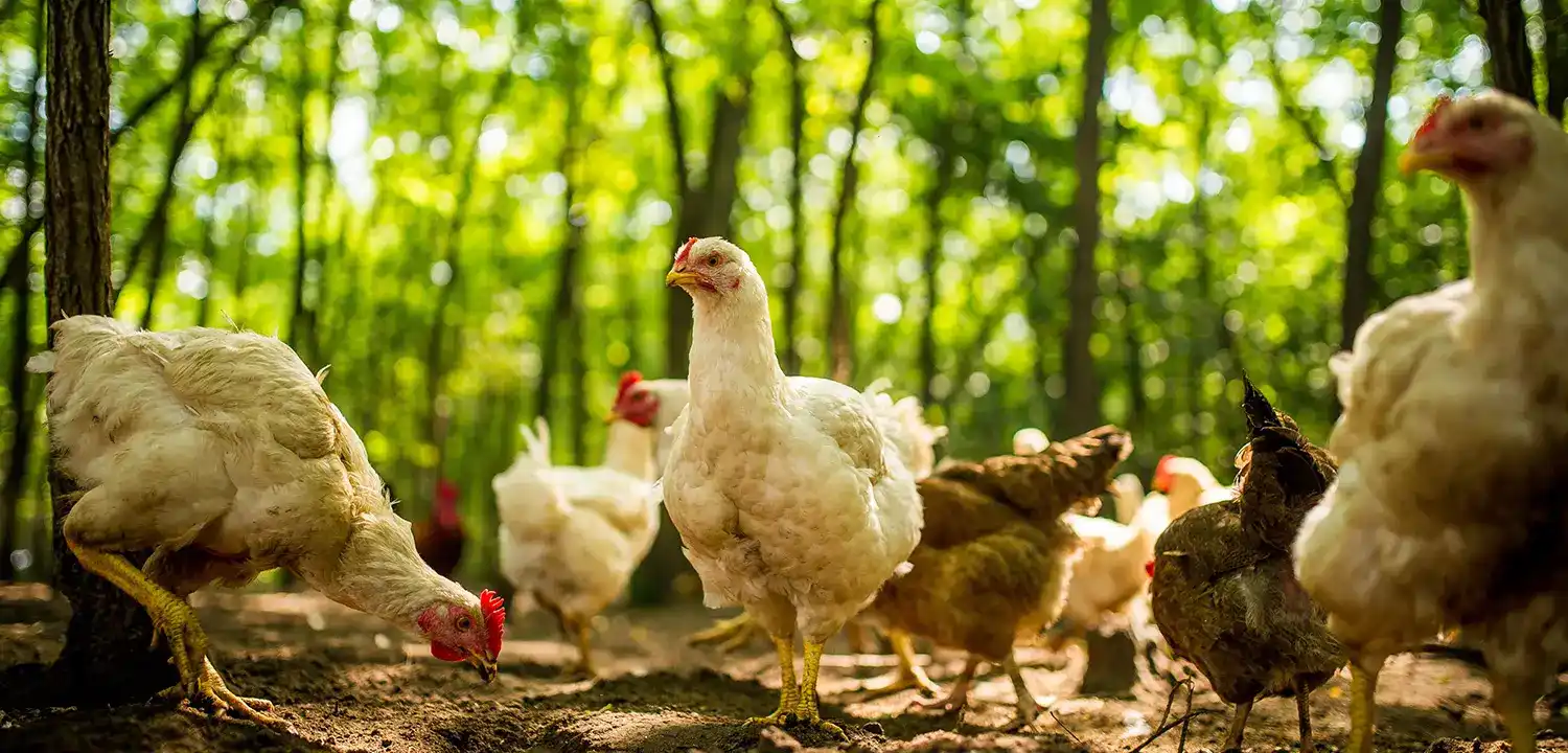 Project video of poultry feed machine