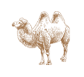 Camel