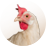 chicken