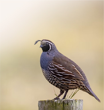 quail feed