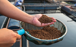 Fish Feed Production Line Project