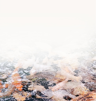 Floating Fish Feed Machine