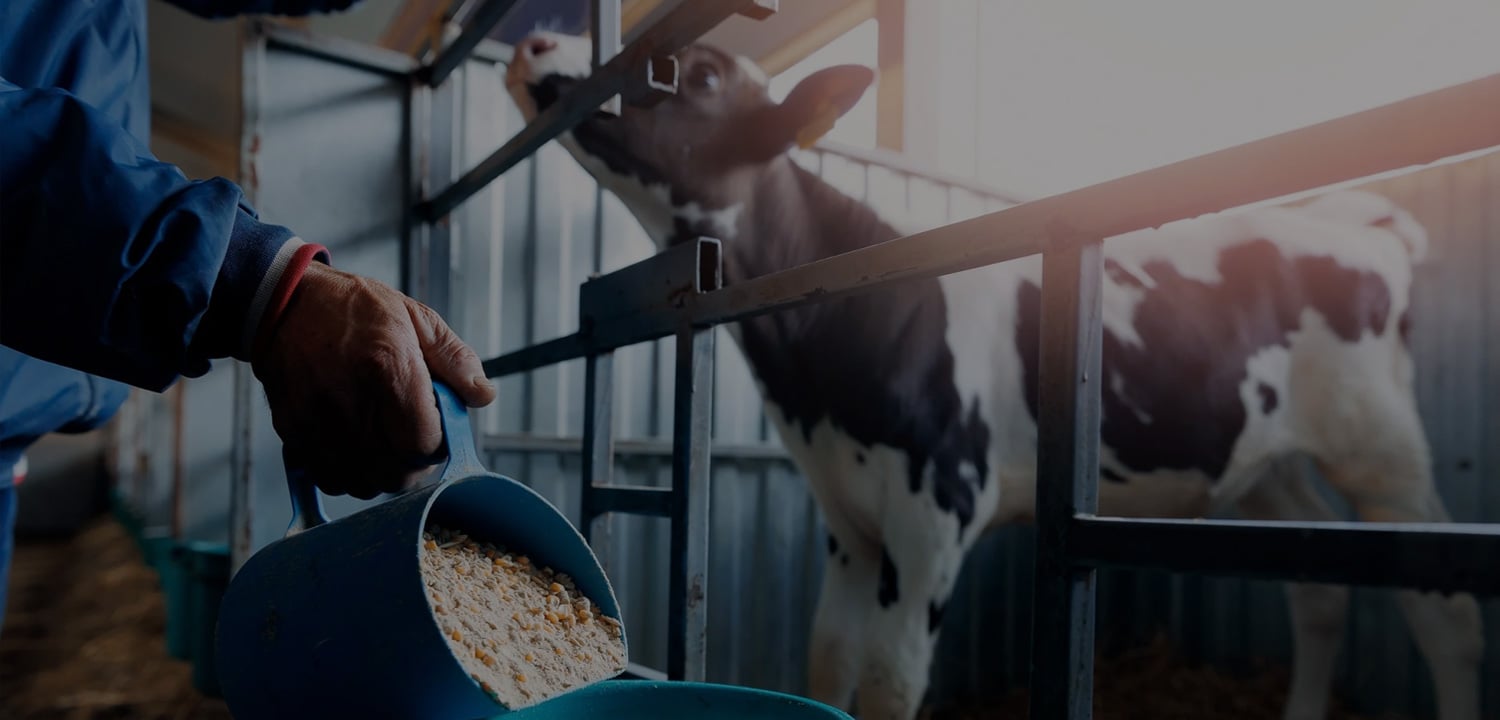 Livestock feed production lines for sale worldwide