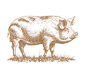 pig