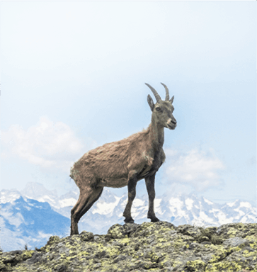 goat hen feed machine