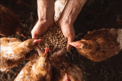 Poultry feed production line